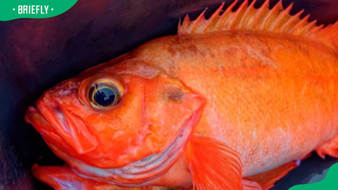 Rougheye rockfish Rougheye rockfish