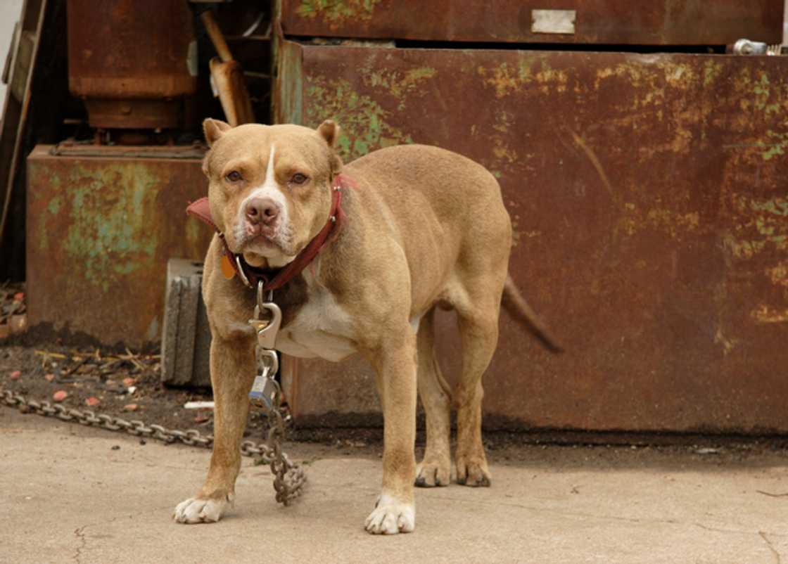 The community rushed to help save The Pitt Bull Sanctuary, which was facing a flood crisis in Benoni. The community rushed to help save The Pitt Bull Sanctuary, which was facing a flood crisis in Benoni.