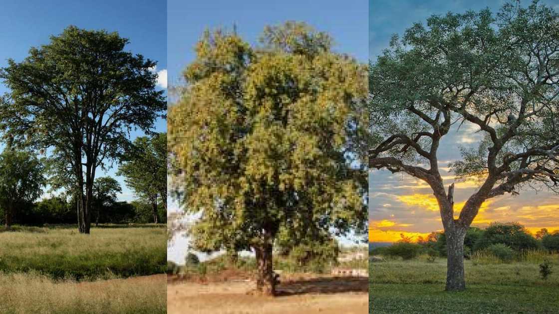 Native trees of South Africa Native trees of South Africa