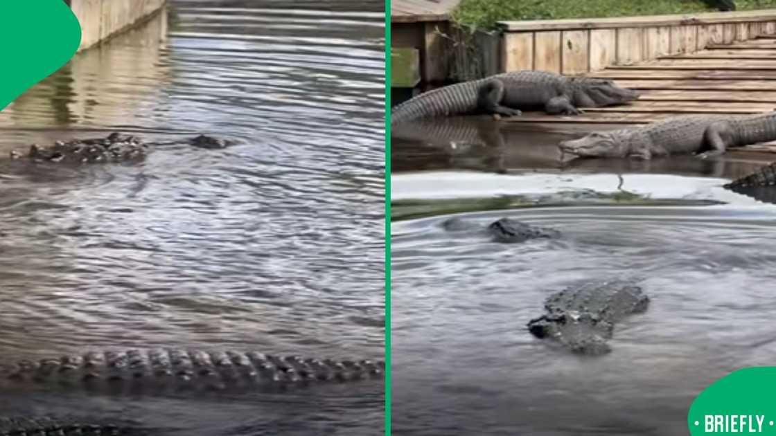 The image on the right captured an alligator looking for the next meal The image on the right captured an alligator looking for the next meal