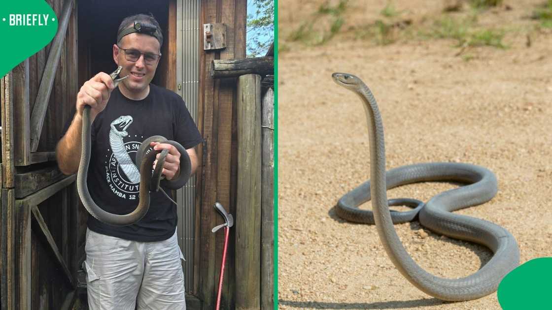 A man showcased a black mamba climbing a tree, leaving South Africans in awe. A man showcased a black mamba climbing a tree, leaving South Africans in awe.