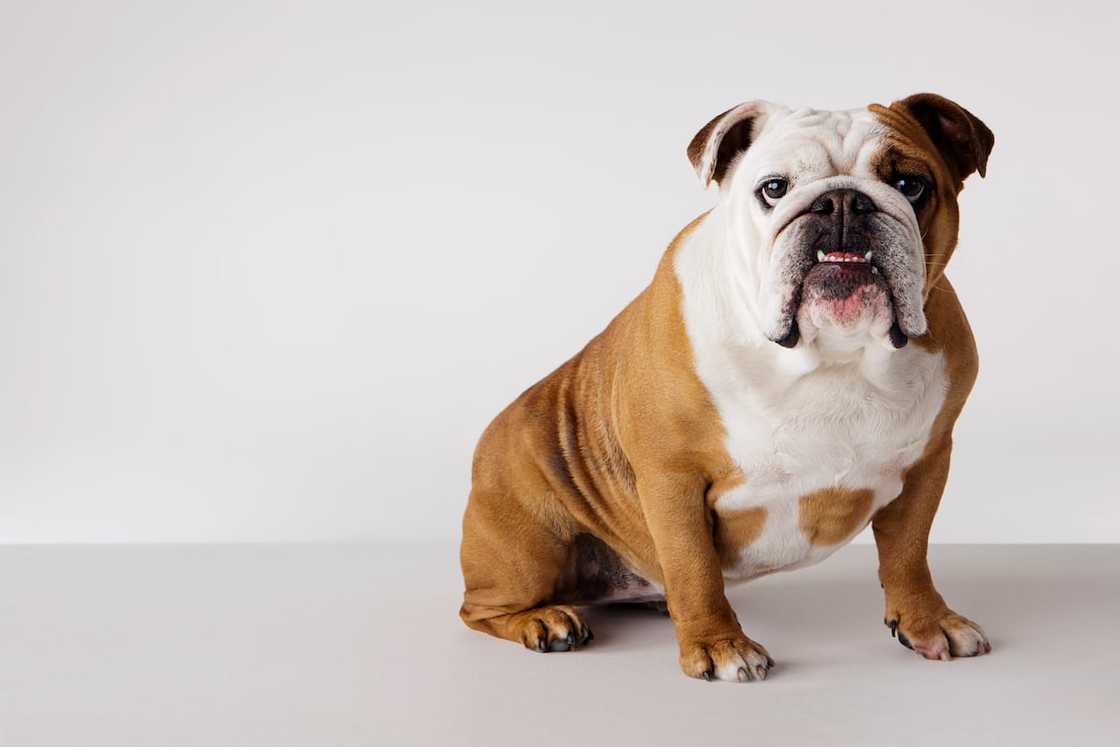 An English Bulldog