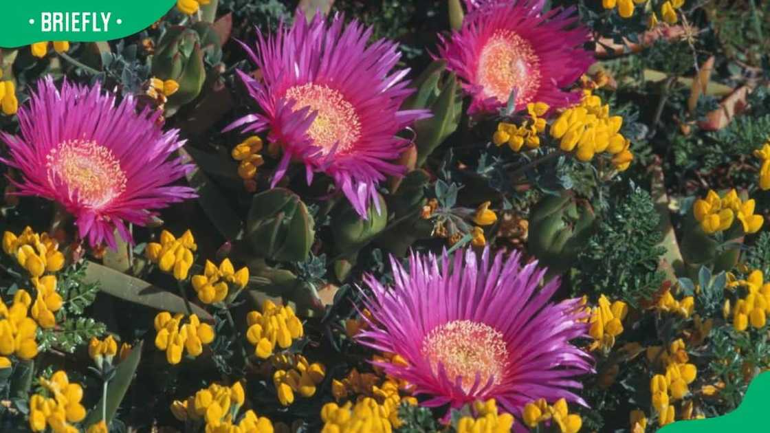 flower types flower types