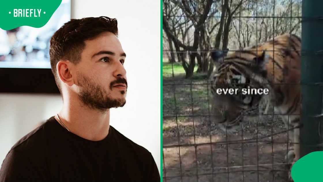 SA lodge rescues tigers after film production allegedly planned to sell them into medicine trade