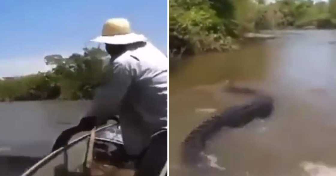 Huge anaconda Huge anaconda