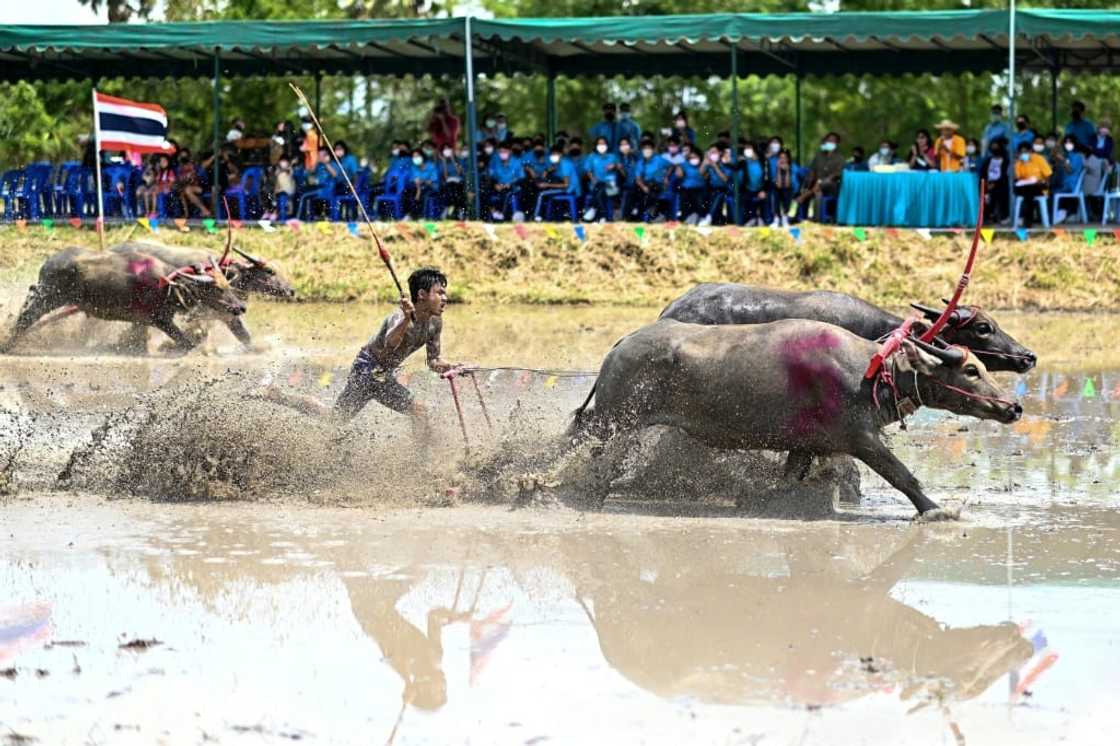 The usually placid animals are unrecognisable as they rampage down the watery field The usually placid animals are unrecognisable as they rampage down the watery field
