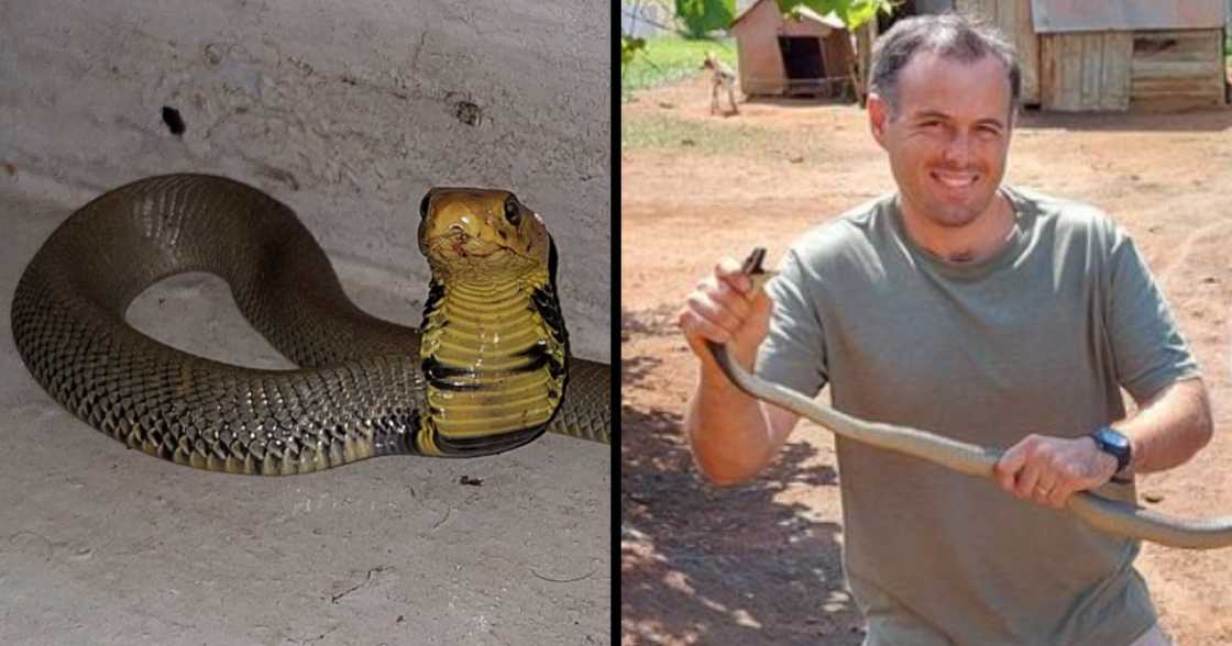 Nick Evans, Mozambican Spitting Cobra, snankes, Westville, Durban, venom