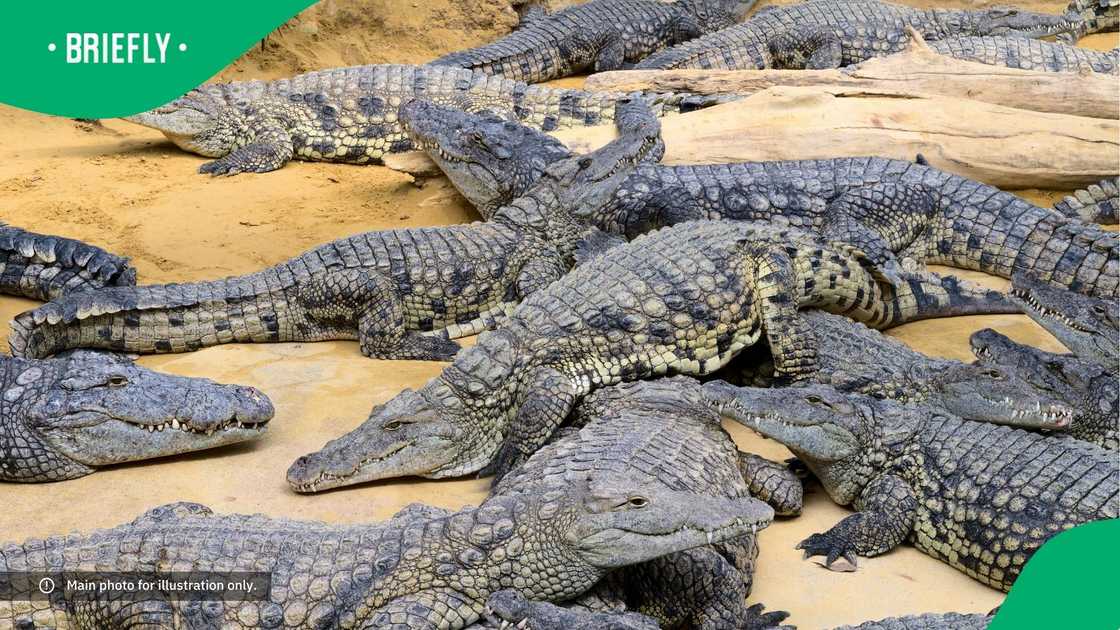 A group of Nile crocodiles.