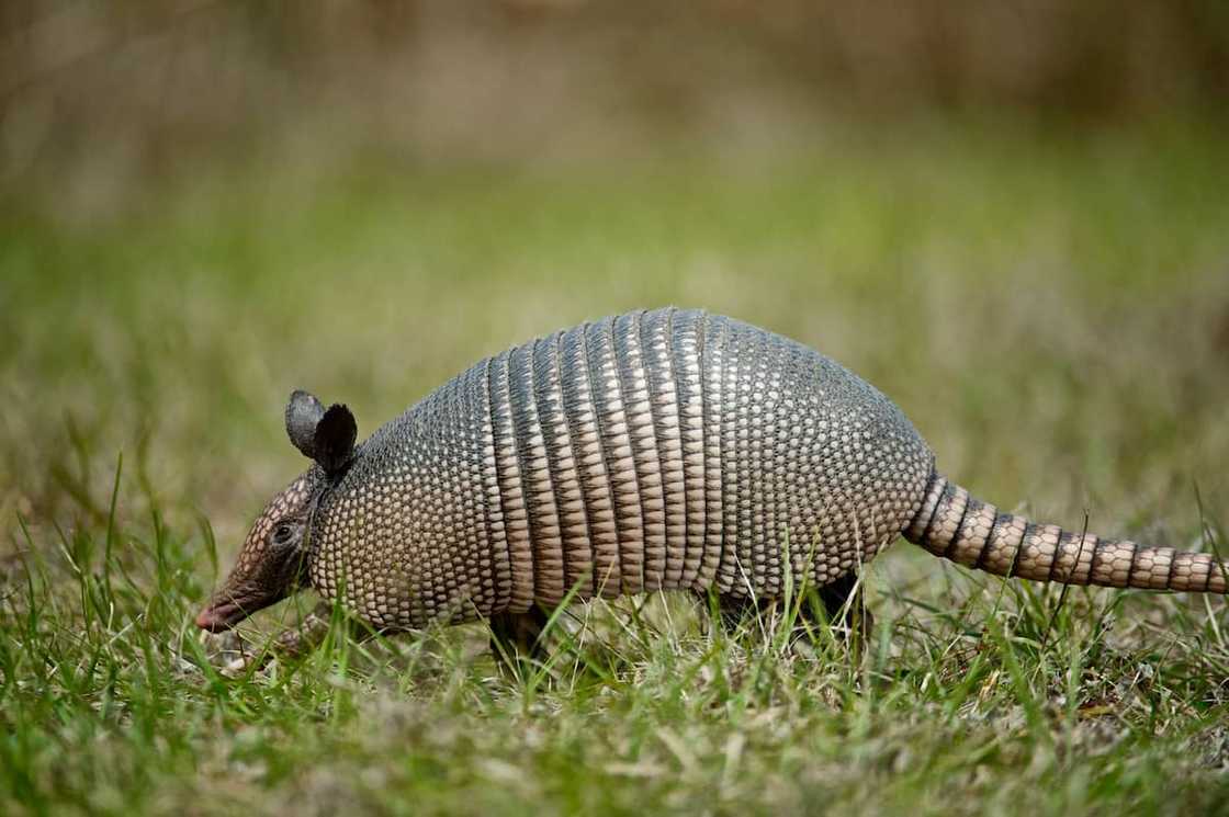 Armadillo walking through grass Armadillo walking through grass