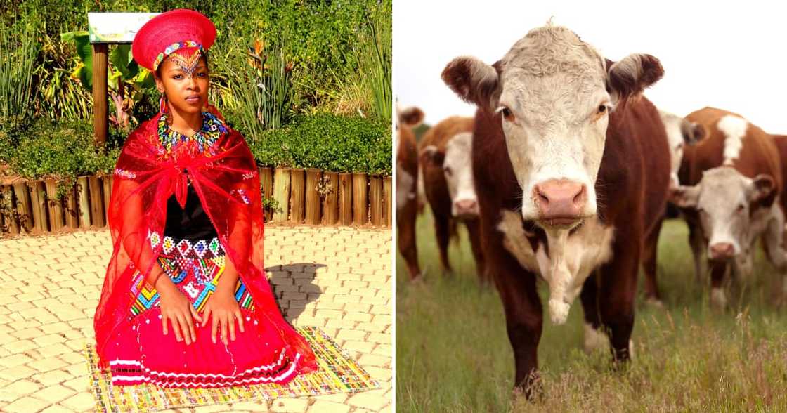Zulu bride and cattle for lobola Zulu bride and cattle for lobola