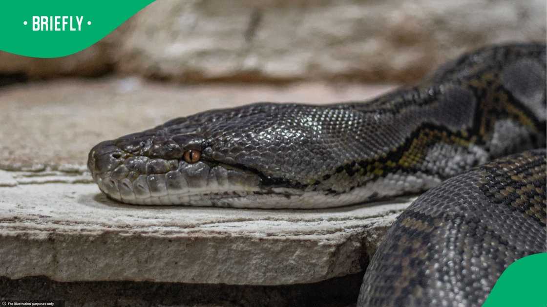 A large anaconda defended itself against bakkie