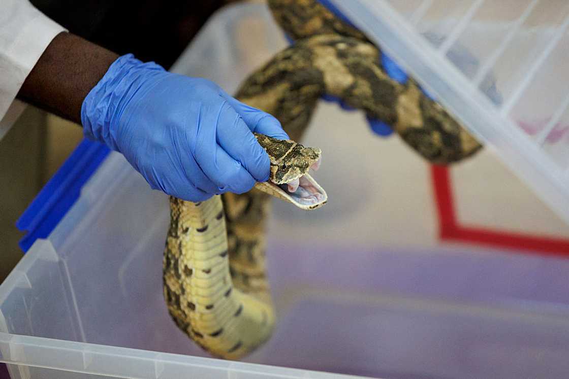 Puff adder bites are venomous but treatable Puff adder bites are venomous but treatable