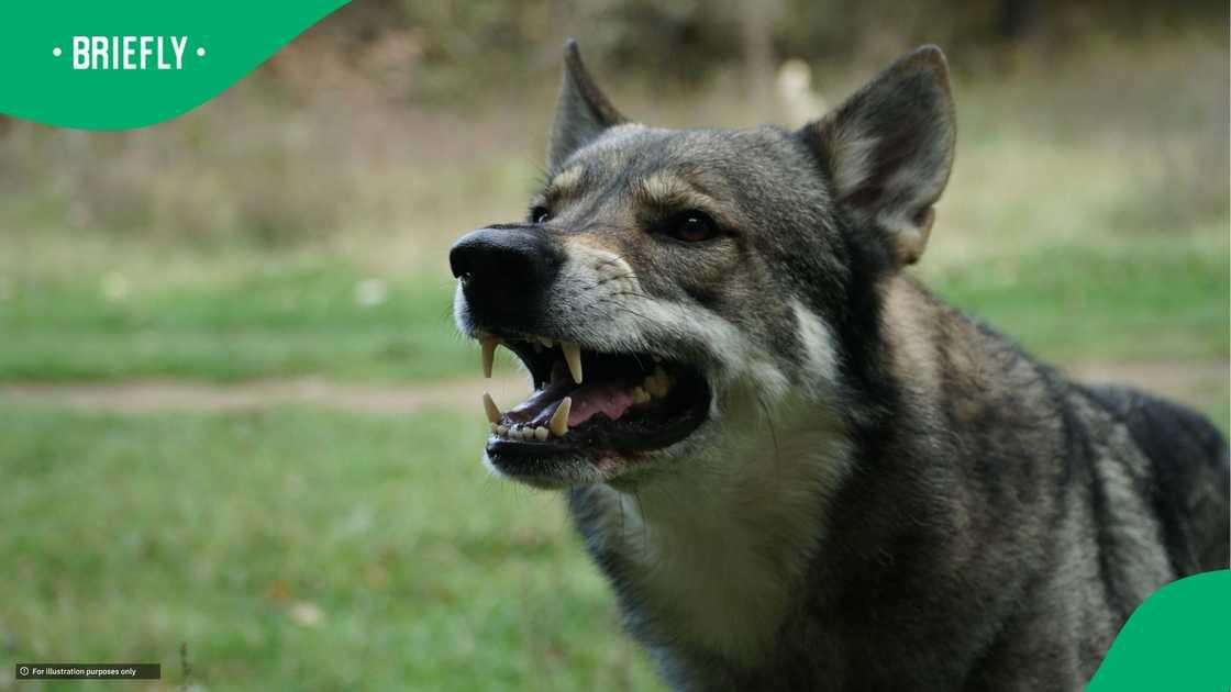 Man accused of training dog to be racist