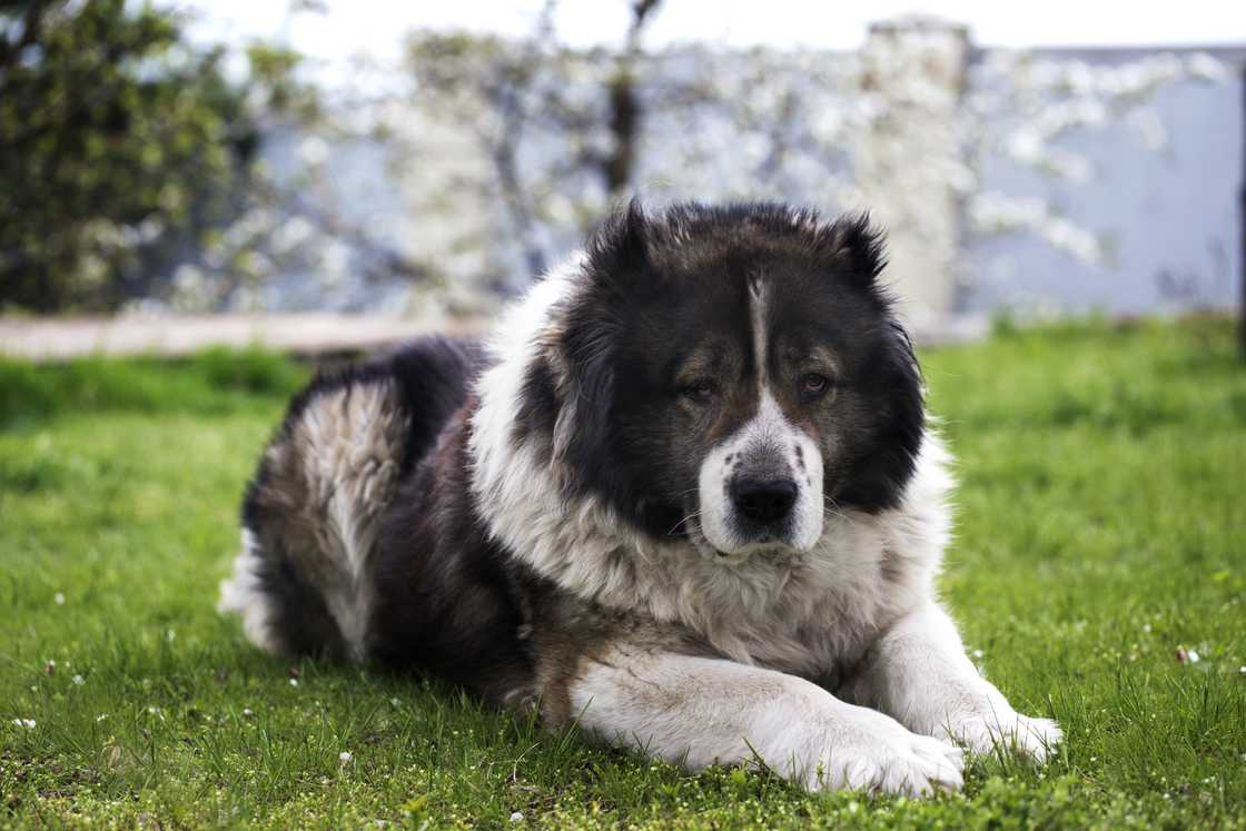 Adult Caucasian Shepherd dog in the yard.