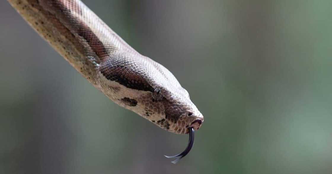 Snake, Creeps, Woolworths, Customer, Rescues, Video Snake, Creeps, Woolworths, Customer, Rescues, Video
