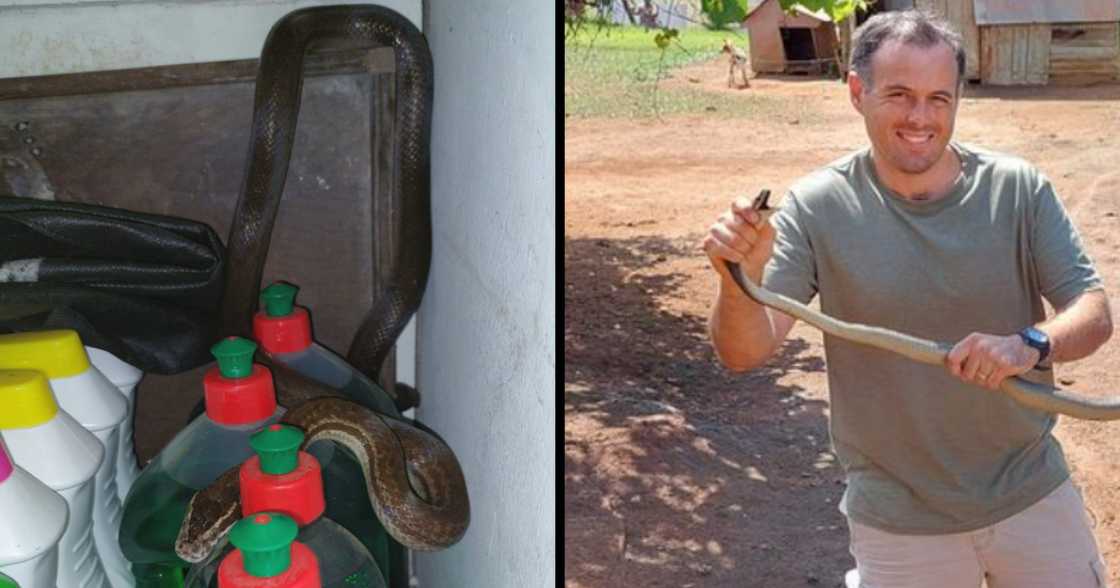 Nick Evans, brown snake, reptile, venom, dangerous, rodents, rats, house, rescue Nick Evans, brown snake, reptile, venom, dangerous, rodents, rats, house, rescue