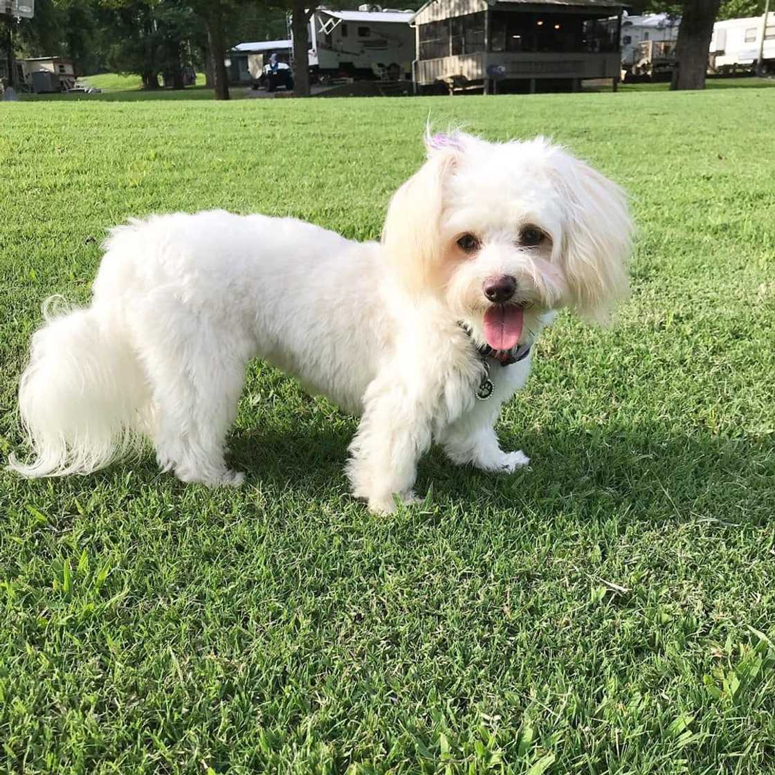 cute small dogs cute small dogs