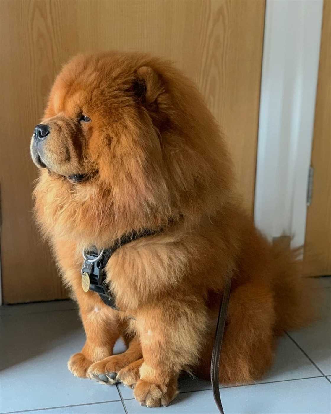 most dangerous dog most dangerous dog