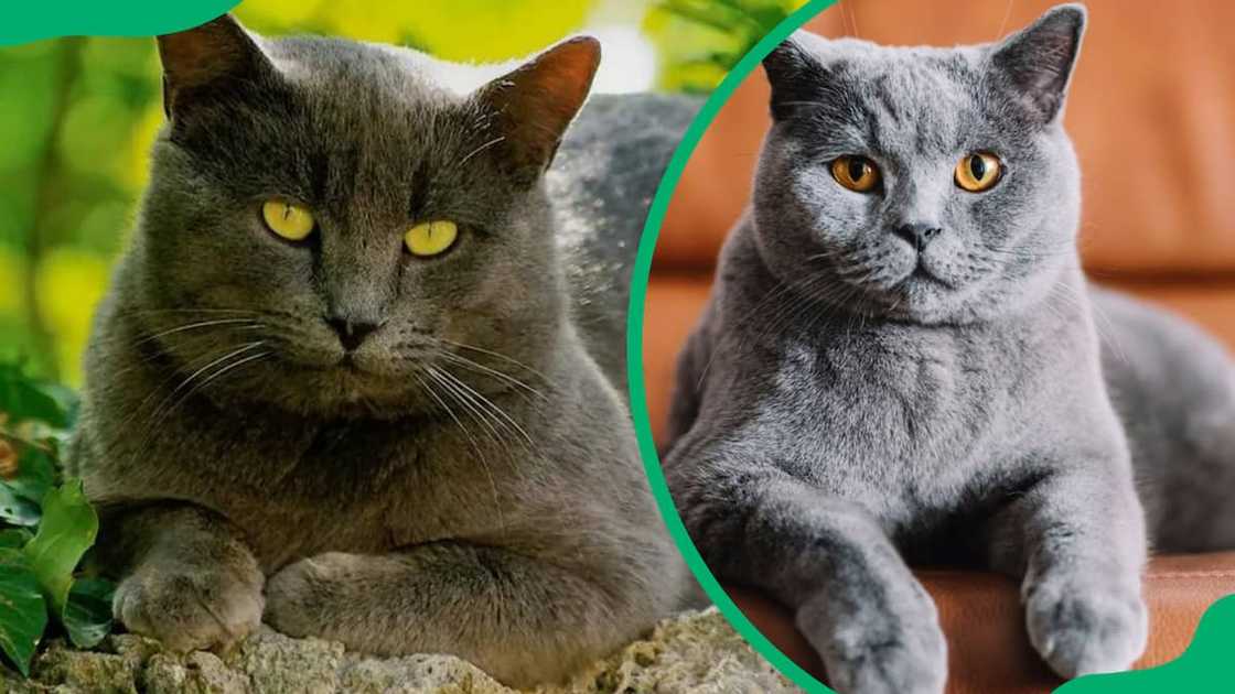 Chartreux cat breed Chartreux cat breed