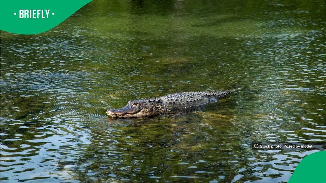 Alligators, native birds and turtles make up some of the wildlife found on the river Alligators, native birds and turtles make up some of the wildlife found on the river