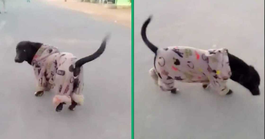 A dog wore a pink outfit. A dog wore a pink outfit.