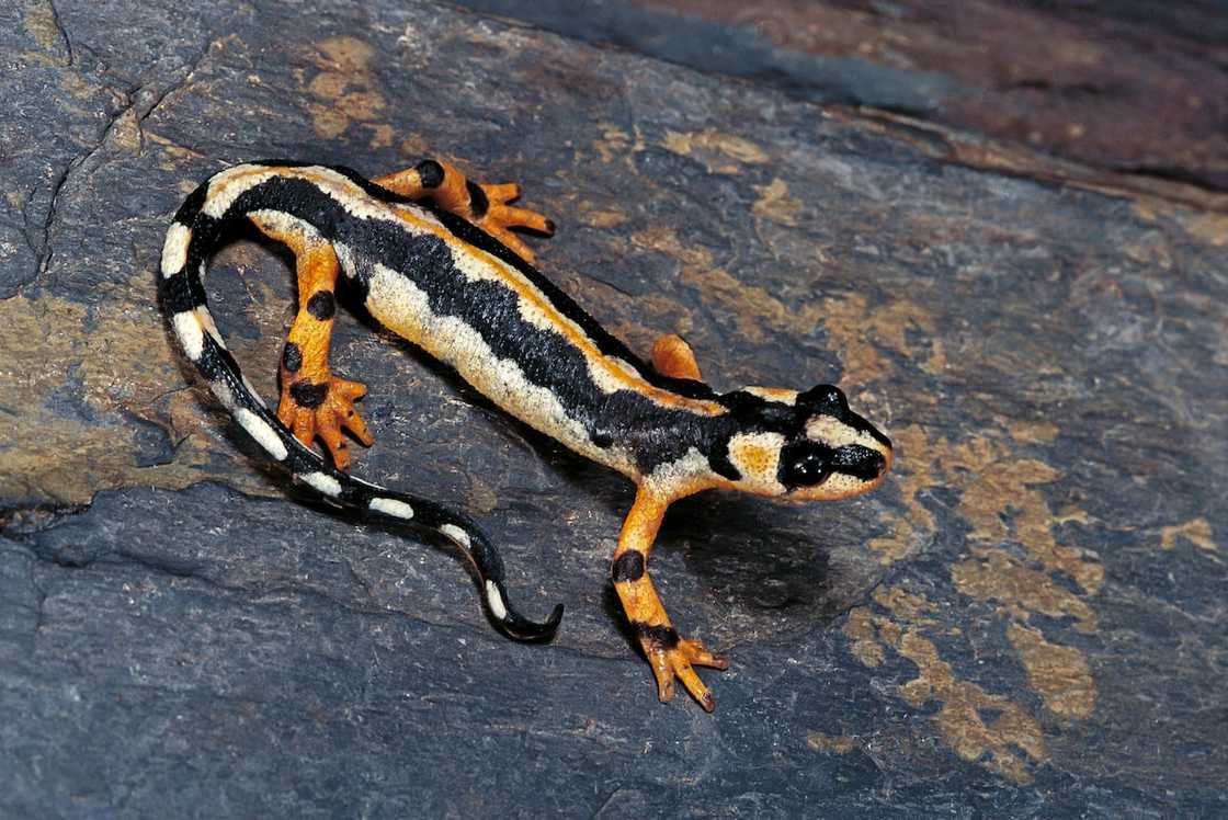 A newt on a rocky surface