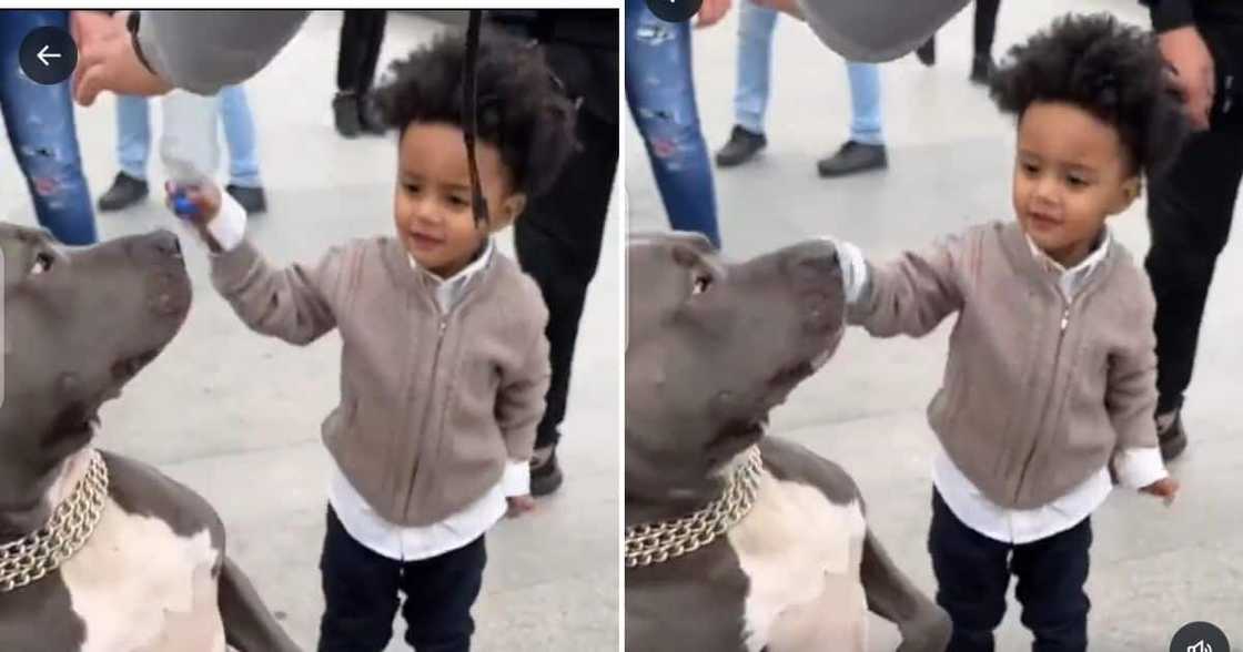 Boy whacks pit bull with a bottle