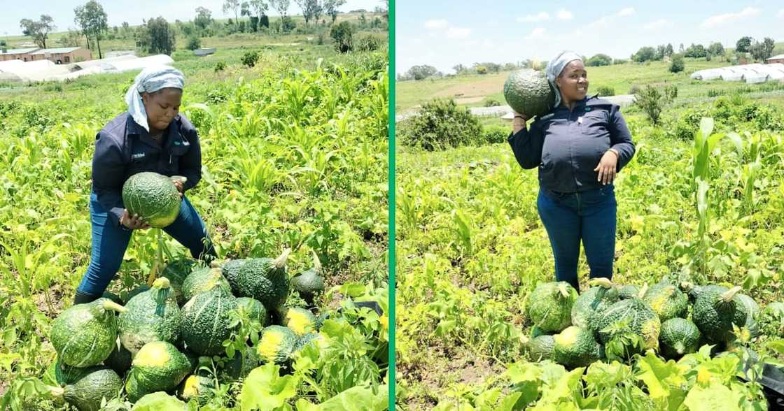 A lady in Gauteng who used to be a shop assistant and now farms veg. A lady in Gauteng who used to be a shop assistant and now farms veg.