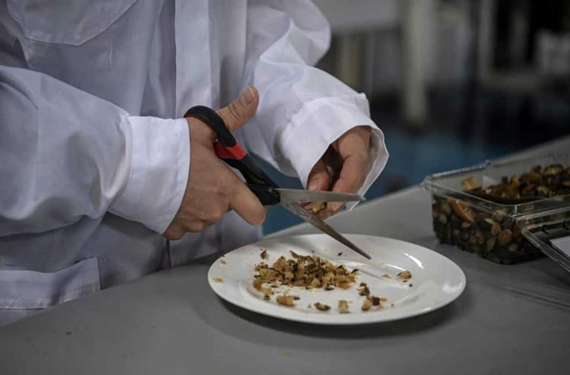Food engineering student Alonso Vasquez cuts cochayuyo seaweed to process it before putting it into a 3D printer at the lab of Chile's University in Santiago, on June 17, 2022 Food engineering student Alonso Vasquez cuts cochayuyo seaweed to process it before putting it into a 3D printer at the lab of Chile's University in Santiago, on June 17, 2022