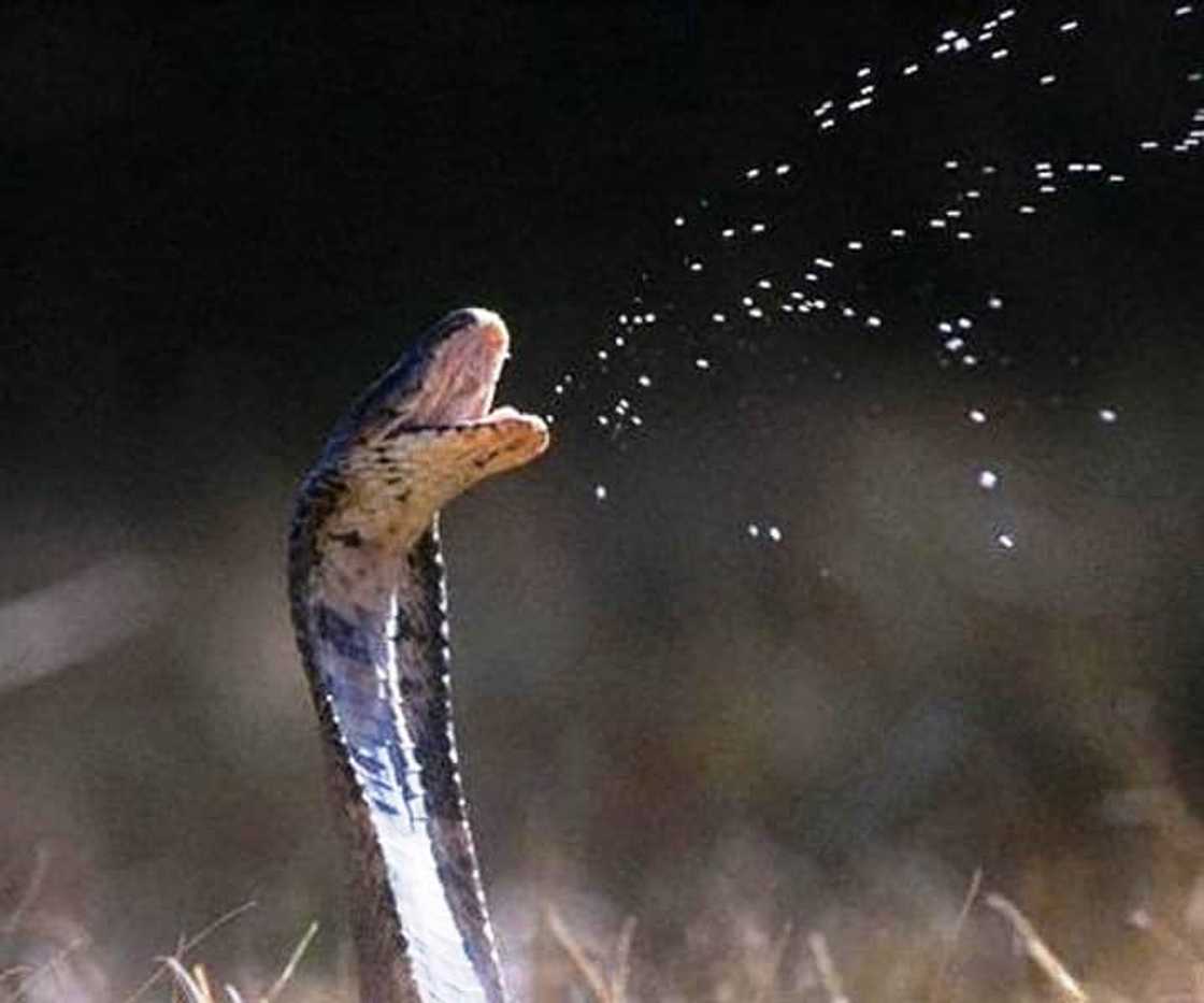 snakes of South Africa identification snakes of South Africa identification