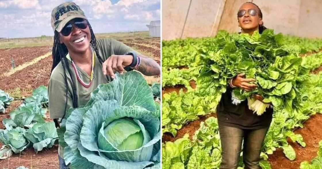 A vegetable farmer from Brakpan is slaying as a chillies farmer