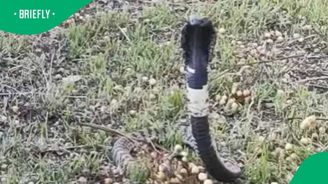 Cobra in video amazes South Africa Cobra in video amazes South Africa
