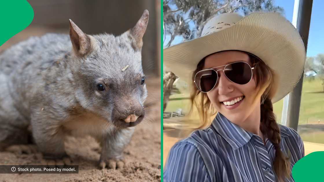 Netizens and Australians were up in arms after US influencer stole a wild baby wombat. Netizens and Australians were up in arms after US influencer stole a wild baby wombat.