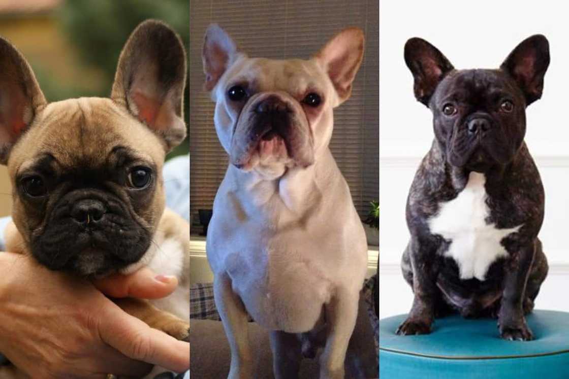 most expensive frenchie most expensive frenchie