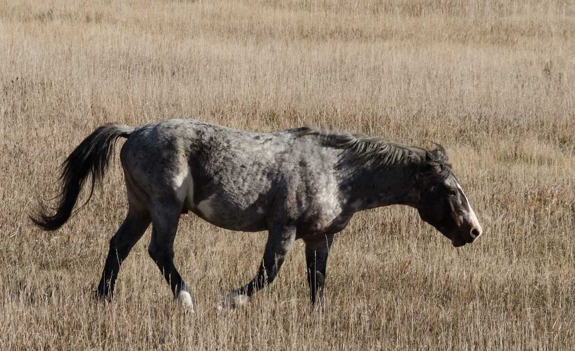 Which horse breed is going extinct?