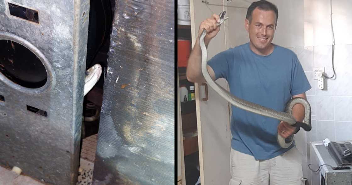 Nick Evans, snake rescue, reptiles, venomous, safety Nick Evans, snake rescue, reptiles, venomous, safety