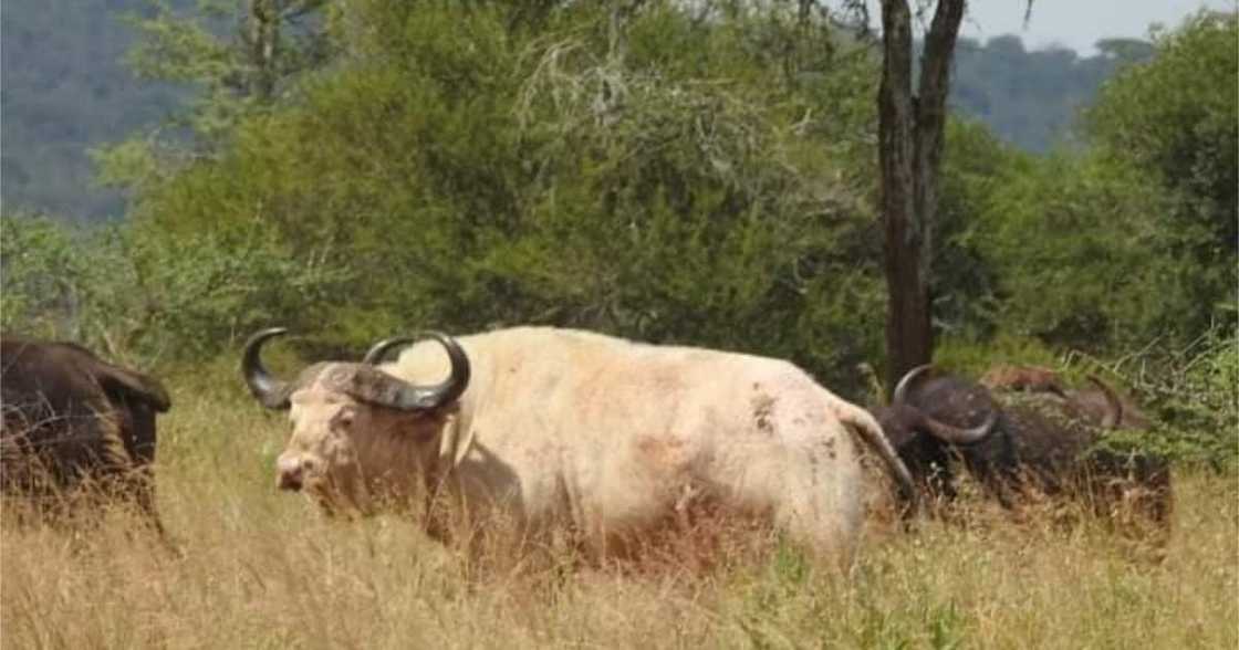 Rare White Buffalo Spotted in Tanzanian National Park, Attracts Tourists Rare White Buffalo Spotted in Tanzanian National Park, Attracts Tourists