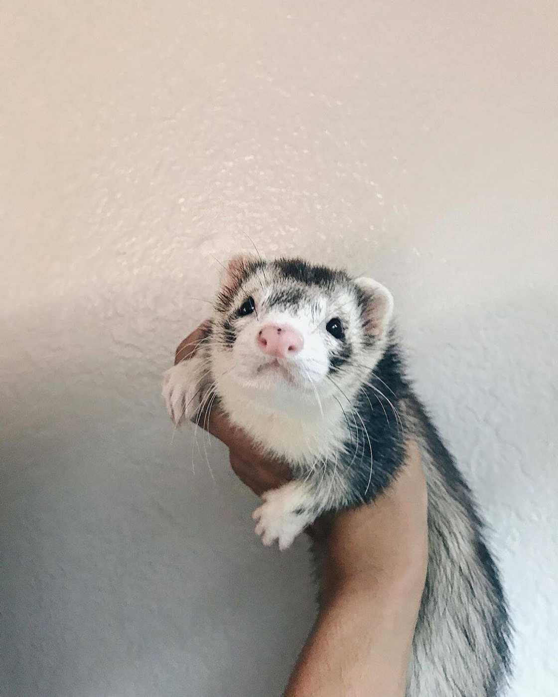 legal exotic pets in south africa legal exotic pets in south africa