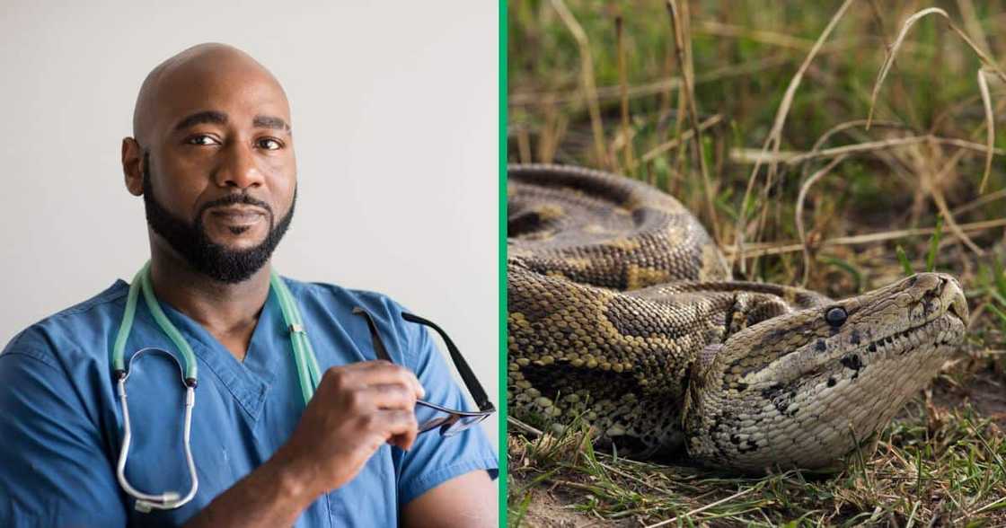 Australian vets successfully removed a beach towel from a python's stomach Australian vets successfully removed a beach towel from a python's stomach
