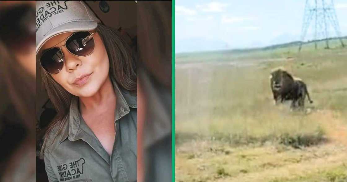 A lion in the Western Cape saw a bakkie full of meat and started chasing it A lion in the Western Cape saw a bakkie full of meat and started chasing it