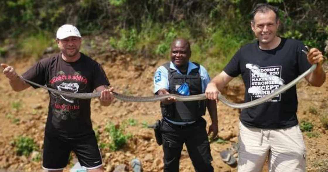 Durban, Snake, Rescuer, Nick Evans, Adventure, Handler, Black Mamba, Rescues, Gravid, Pregnant, Eggs, Varsity Drive, Reservoir Hills Durban, Snake, Rescuer, Nick Evans, Adventure, Handler, Black Mamba, Rescues, Gravid, Pregnant, Eggs, Varsity Drive, Reservoir Hills