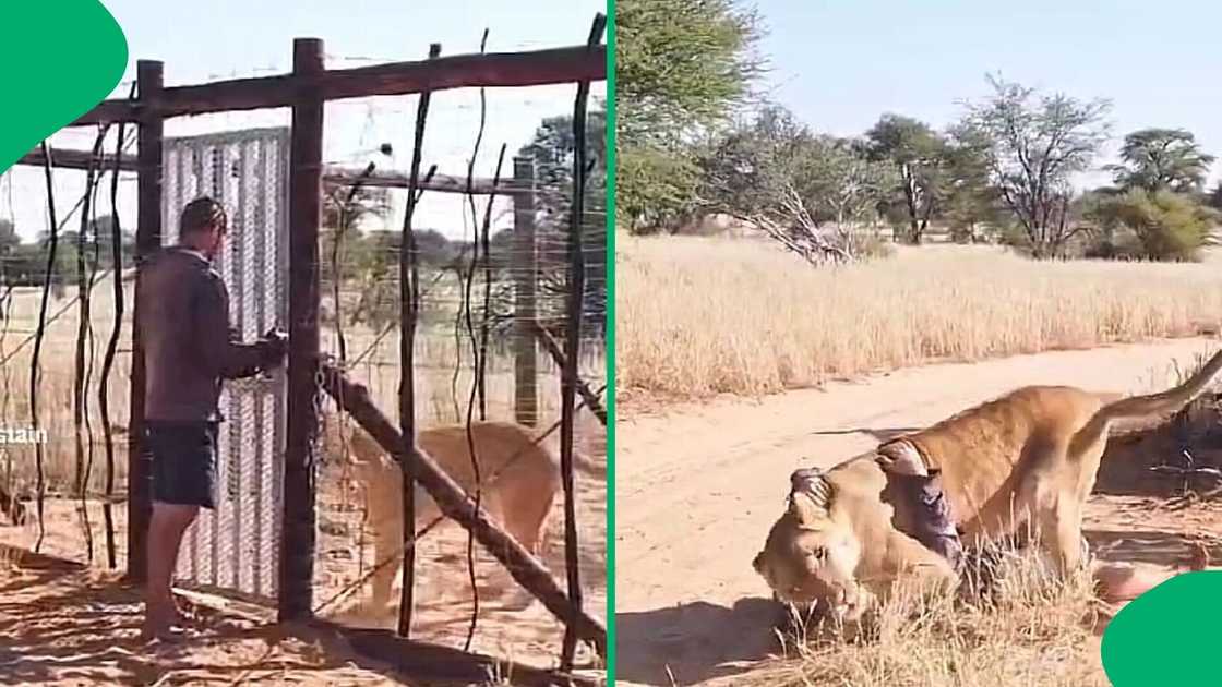 A TikTok video shows a lion jumping on a man. A TikTok video shows a lion jumping on a man.