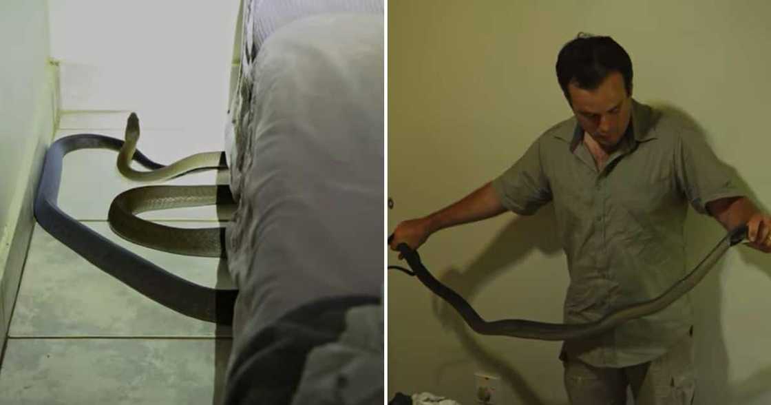 Nick Evans, Black Mamba, Under Kid's Bed, Durban, South Africa, Living Zoology Nick Evans, Black Mamba, Under Kid's Bed, Durban, South Africa, Living Zoology