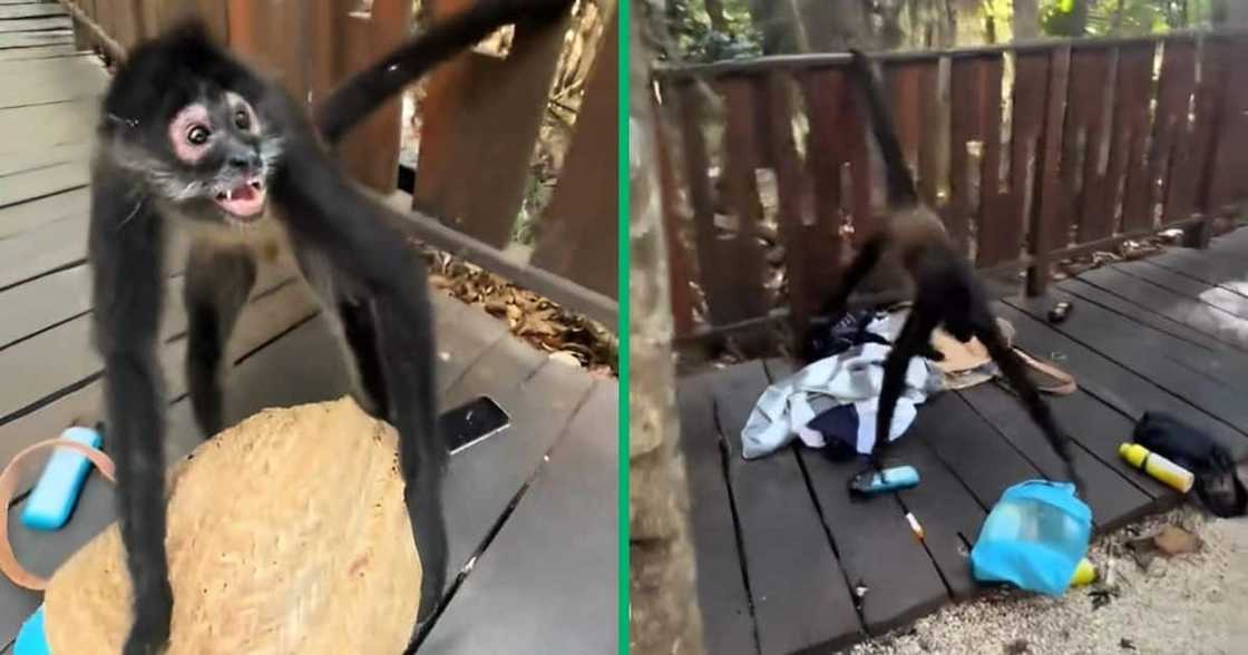 A monkey grabbed a woman's bag. A monkey grabbed a woman's bag.