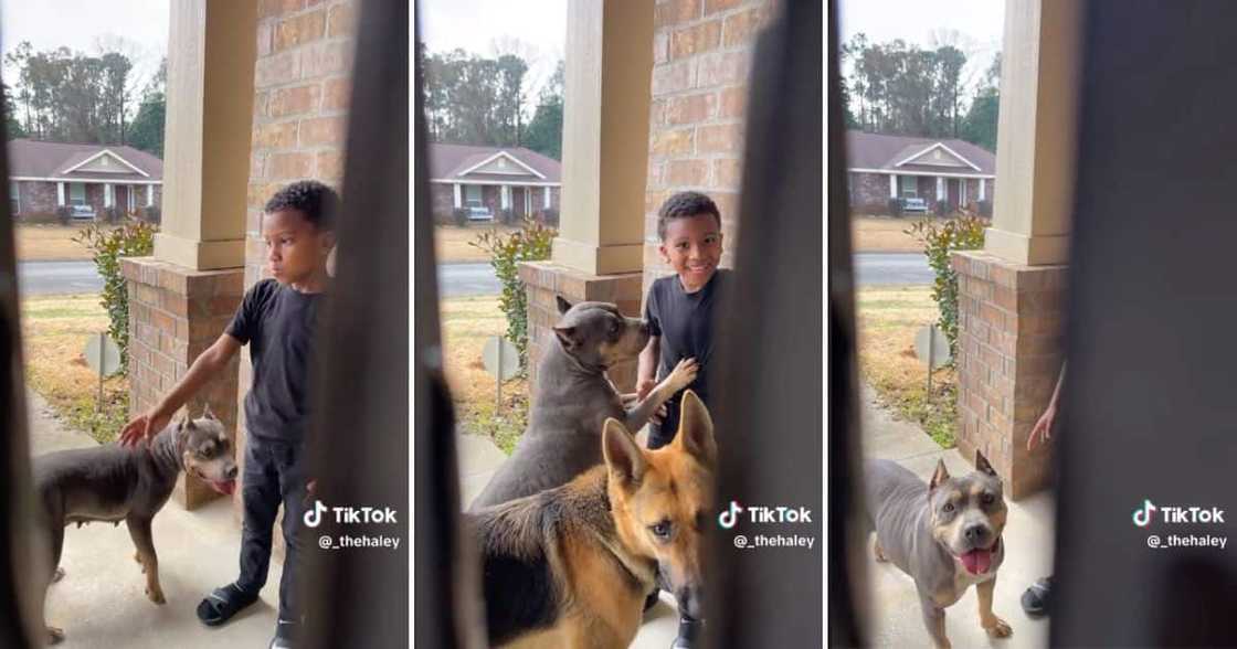 Boy shows up at home with a random pit bull and German shepherd