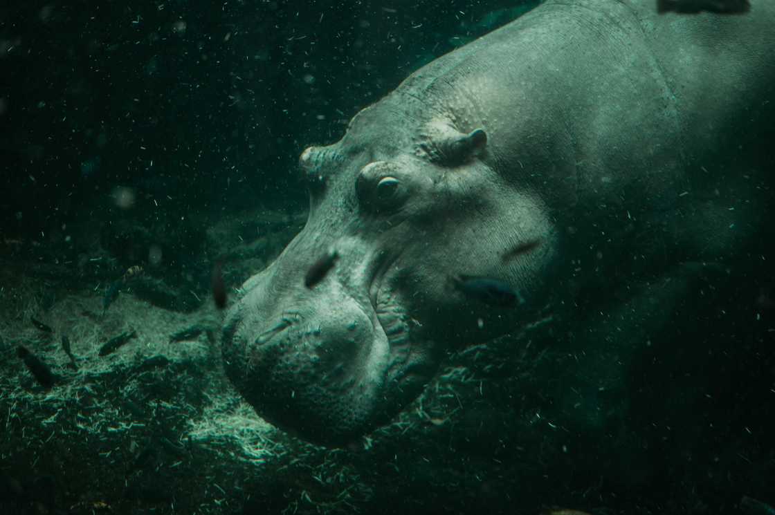 Hippos are most comfortable in water