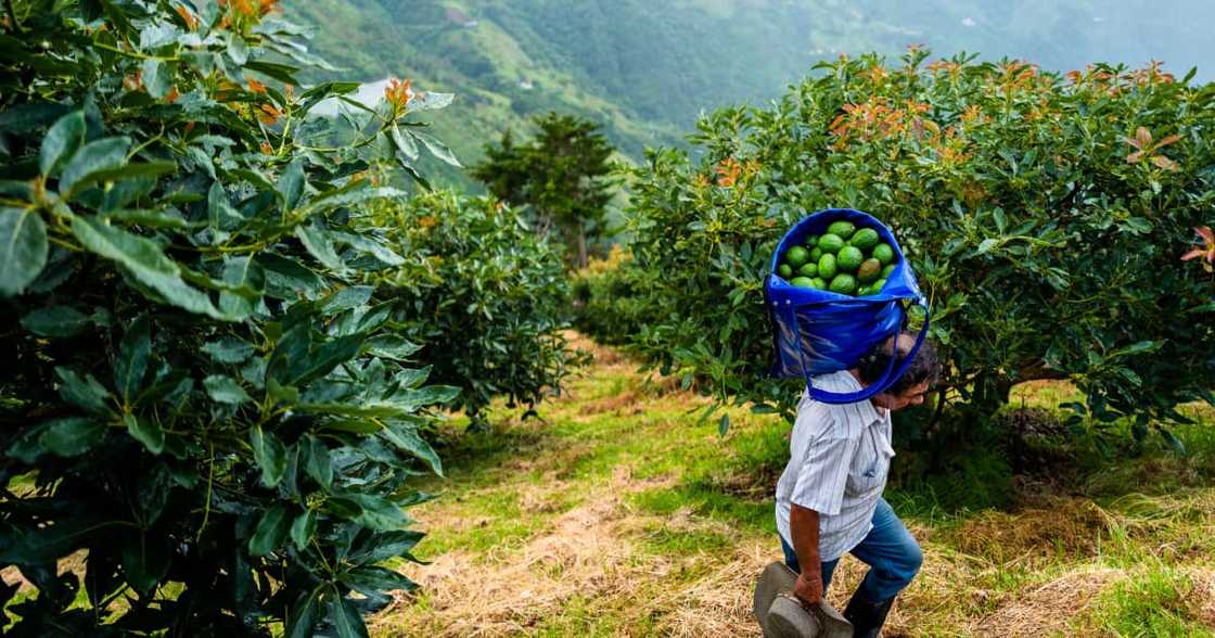 South African Avocado Farmers, illegal trade, theft, black spots, Limpopo South African Avocado Farmers, illegal trade, theft, black spots, Limpopo