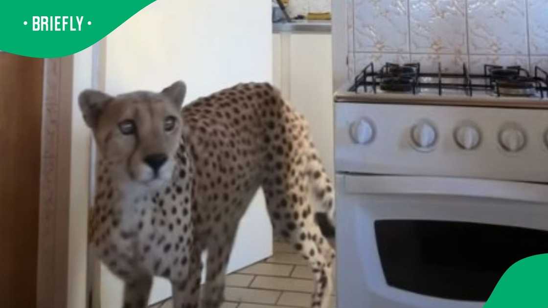 Cheetah develops cute morning routine Cheetah develops cute morning routine