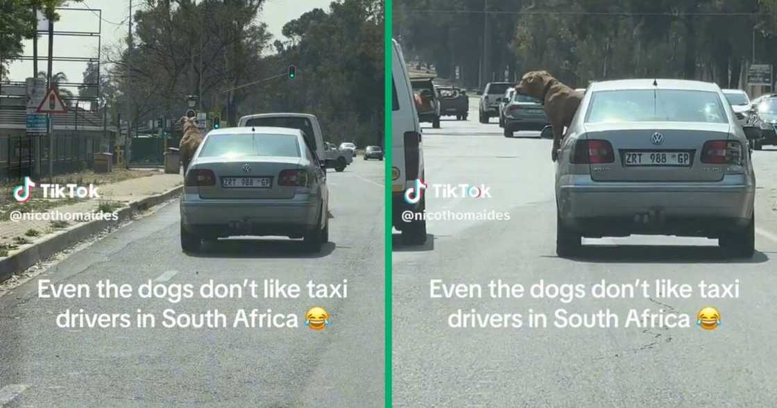 A pit bull barked at a taxi driver A pit bull barked at a taxi driver