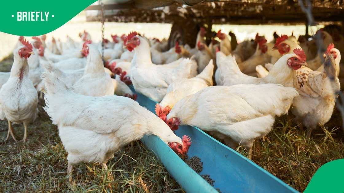 Poultry farms in Zimbabwe have resorted to feeding their chicks ARVs
